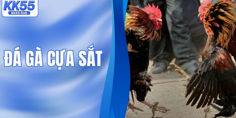 Đá Gà Cựa Sắt - Trận Đấu Kịch Tính Của Những Chiến Kê