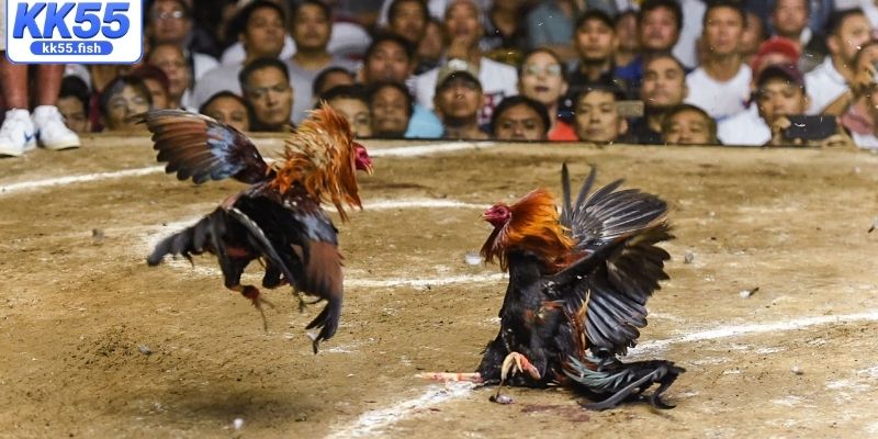 Khái quát loại hình đá gà cựa sắt Khái quát loại hình đá gà cựa sắt