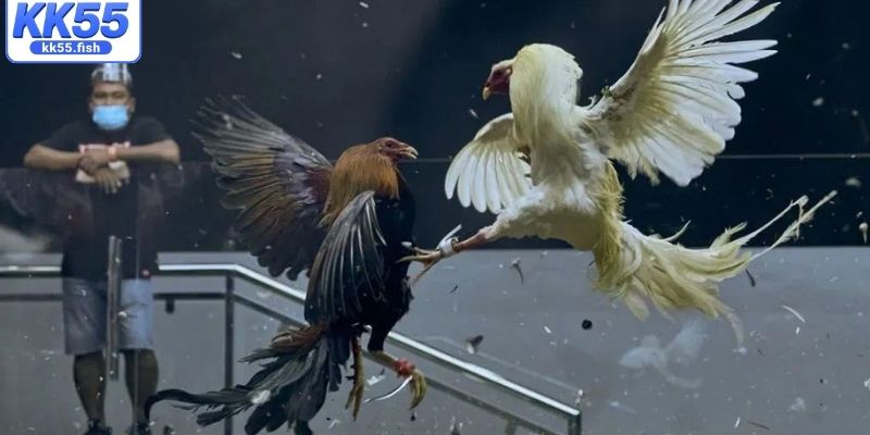 Phân tích sức hút trận đấu cựa dao tại KK55 Phân tích sức hút trận đấu cựa dao tại KK55