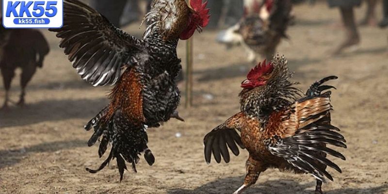 Quy định cá cược trong trận đấu cựa dao Quy định cá cược trong trận đấu cựa dao