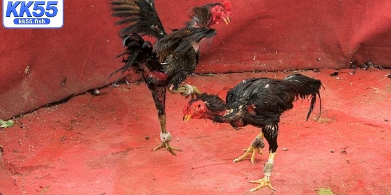 Quy định cơ bản đá gà cựa sắt Quy định cơ bản đá gà cựa sắt